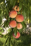 Peach Sam Houston Peach-Prunus persica USDA Zones 8 Chill: 500 hrs