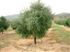 Olive Trees-Arbequina 15-20 Feet Black Fruit Zone 7