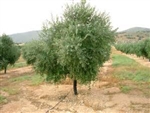 Olive Trees-Arbequina 15-20 Feet Black Fruit Zone 7