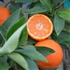 PAGE MANDARIN Orange-Citrus reticulata  Zone 9b