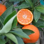 PAGE MANDARIN Orange-Citrus reticulata  Zone 9b