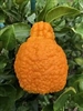 SHIRANUI MANDARIN Orange-Citrus reticulata  Zone 9b