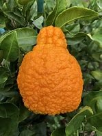 SHIRANUI MANDARIN Orange-Citrus reticulata  Zone 9b