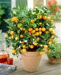 Clementine Mandarin Orange-Citrus reticulata â€˜Clementineâ€™ Zone: 9