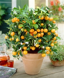 Clementine Mandarin Orange-Citrus reticulata â€˜Clementineâ€™ Zone: 9
