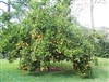 PONKAN MANDARIN TANGERINE TREE -Citrus reticulata 20-25 feet Zone 8b