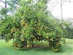 PONKAN MANDARIN TANGERINE TREE -Citrus reticulata 20-25 feet Zone 8b