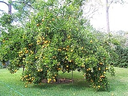 PONKAN MANDARIN TANGERINE TREE -Citrus reticulata 20-25 feet Zone 8b