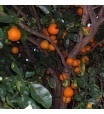 ORLANDO TANGELO TREE -HYBRID GRAPEFRUIT AND TANGERINE 12-20 feet Zone 9