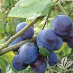 Southern Belle Plum- Prunus salicina â€˜Southern Belleâ€™ ZONE 5 CHILL: 250