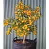 Sweet Kumquat-  Fortunella crassifolia Meiwa  Zone:  8a