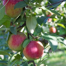 PINK LADY APPLE TREE-Malus domestica 'PINK LADY'  Needs Pollinator Zone 5