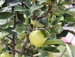 EIN SHEIMER APPLE TREE-Malus domestica 'EIN SHEIMER'  Needs Pollinator Zone 8