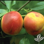 Karla Rose Nectarine- Prunus persica nucipersica â€˜Karla Roseâ€™ Self-pollinating Zone 7b
