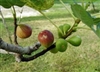 Fig Texas Everbearing Ficus carica  Zone 7-11 Chill Hrs 100