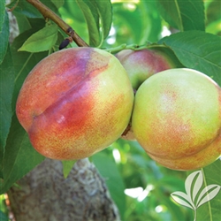 EARLY KING Nectarine- Prunus persica nucipersica Early Kingâ€™ Self-pollinating Zone 7a