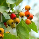 MAYHAW RED GOLDEN YELLOW MAYHAW TREES-C. opaca  Zone 6-9