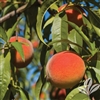Florida Crest Peach-Prunus persica USDA Zones 8   Chill:  350 hrs