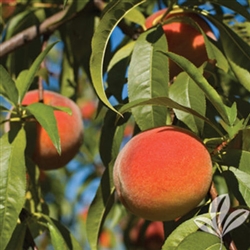 Florida Crest Peach-Prunus persica USDA Zones 8   Chill:  350 hrs