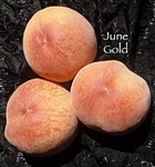 JUNEGOLD Peach-Prunus persica USDA Zones 6   Chill:  600 hrs