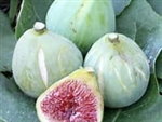 Fig DESERT KING  Ficus carica  Zone 7 Chill Hrs 100