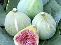 Fig DESERT KING  Ficus carica  Zone 7 Chill Hrs 100