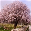 HALL'S HARDY ALMOND TREE-Prunus dulcis Zone 6a