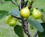 Fig Ischia  Ficus carica 'Ischia' Zone 7-11 Chill Hrs 100-200