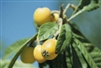 JAPANESE LOQUAT-Eriobotrya japonica Chill: LOW  Zone 8a