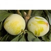WICKSON GOLD PLUM-Prunus salicina  ZONE 6  CHILL:  350-500