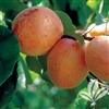 ALLRED PLUM--Prunus salicina Zones 6  Chill:  350