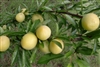 BYRONSGOLD PLUM- Prunus salicina  ZONE 8 CHILL:  450