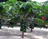 PAPAYA T.R. HOVEY (Carica) Compact Dwarf Fruiting Self-Fertile  Zone 9 Tropical