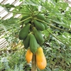 Out of stock PAPAYA TAINUNG-1 (Carica) Semi-Dwarf Fruiting Self-Fertile  Zone 9 Tropical