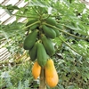 PAPAYA TAINUNG-1 (Carica) Semi-Dwarf Fruiting Self-Fertile  Zone 9 Tropical