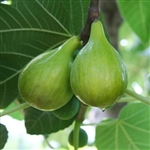 FIG ITALIAN HONEY-Fruiting Tree  Self pollinating chill: 250 Zone 7