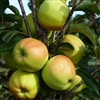 Apple Tree Yellow (Golden) Delicious- Malus domestica Chill 600 Zone 5-8  600-700 Chill Hrs