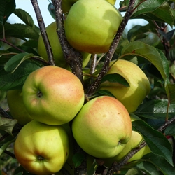 Apple Tree Yellow (Golden) Delicious- Malus domestica Chill 600 Zone 5-8  600-700 Chill Hrs