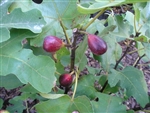 FIG LSU PURPLE-Fruiting Tree Zone 8