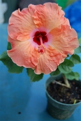 HIBISCUS ORANGE, rosa-sinensis-Tropical Zone 9+