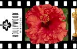 HIBISCUS REDDISH-ORANGE silky ruffled blooms center darker, rosa-sinensis-Tropical Zone 9+