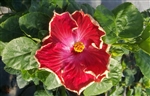 HIBISCUS SINGLE RED SATINY CRINKLED EDGED BLOOMS YELLOW PISTIL, rosa-sinensis-Tropical Zone 9+