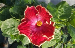 HIBISCUS SINGLE RED SATINY CRINKLED EDGED BLOOMS YELLOW PISTIL, rosa-sinensis-Tropical Zone 9+