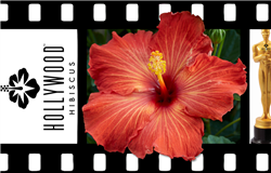 HIBISCUS SINGLE REDDISH-ORANGE FRILLY BLOOMS CENTER DARKER YELLOWISH PISTIL, rosa-sinensis-Tropical Zone 9+