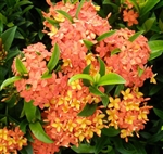 IXORA DWARF CARMEN-REDDISH-ORANGE BLOOM, Ixora coccinea-Tropical Zone 9+