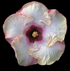 HIBISCUS 'STOLEN KISS' [CAJUN SERIES] CREAM COLOR WITH REDDISH LAVENDER CENTER AND SPLOCHES Tropical Zone 9+