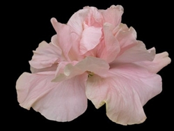 TEMPORARILY OUT OF STOCK....HIBISCUS SWEET PINK' [CAJUN SERIES] PINK COLORED DOUBLE Tropical Zone 9+