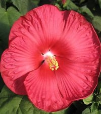 HIBISCUS LUNA RED--HIBISCUS moscheutos, Red with Whitish Center ZONE 5
