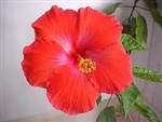 HIBISCUS PRESIDENT-Single Red Bloom, rosa-sinensis-Tropical Zone 9+