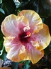 HIBISCUS ANGEL SPIRIT-CREAM COLOR YELLOW BORDER WITH RED CENTER, rosa-sinensis-Tropical Zone 9+